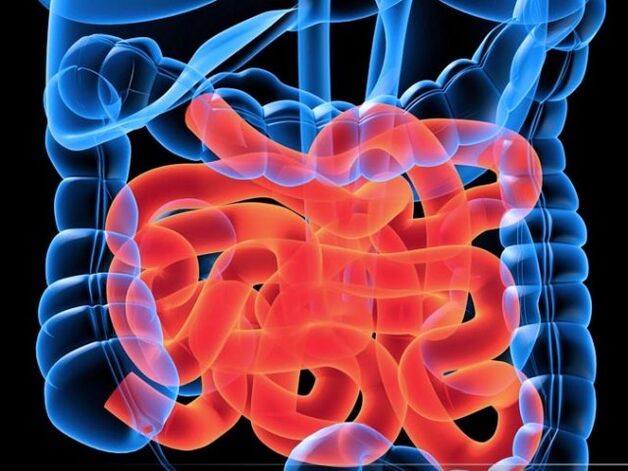 Paraziti v tenkém střevě