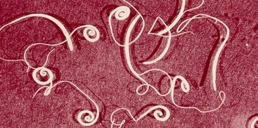 fotografie parazitů z lidského těla