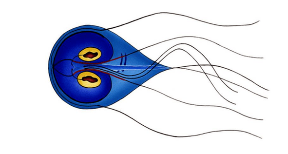 Střevní Giardia